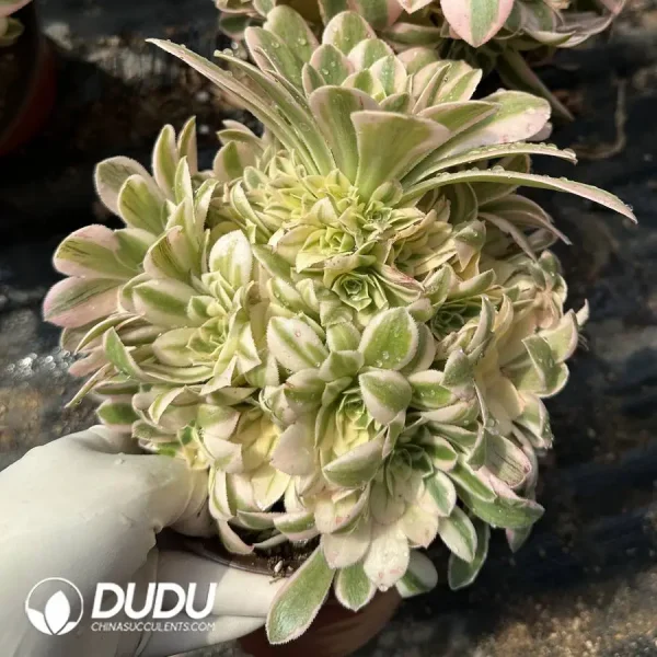 Aeonium Sinnia Clustering - Image 2