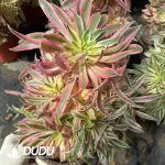 Aeonium Xiyan Clustering