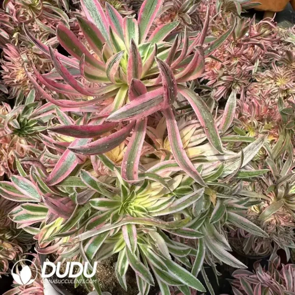 Aeonium Xiyan Clustering - Image 2