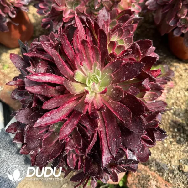 Aeonium Paradise Lost Clusering - Image 1