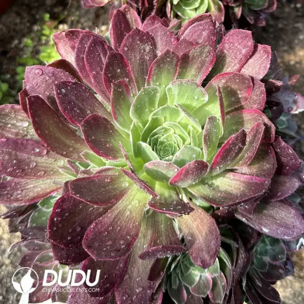 1756128385-1747387960-e201.webp Aeonium Peach Clustering - Image 1