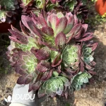 Aeonium Peach Clustering - Image 2
