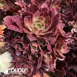 Aeonium Pink Banshee Clustering