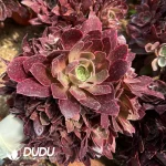 Aeonium Pink Banshee Clustering - Image 2
