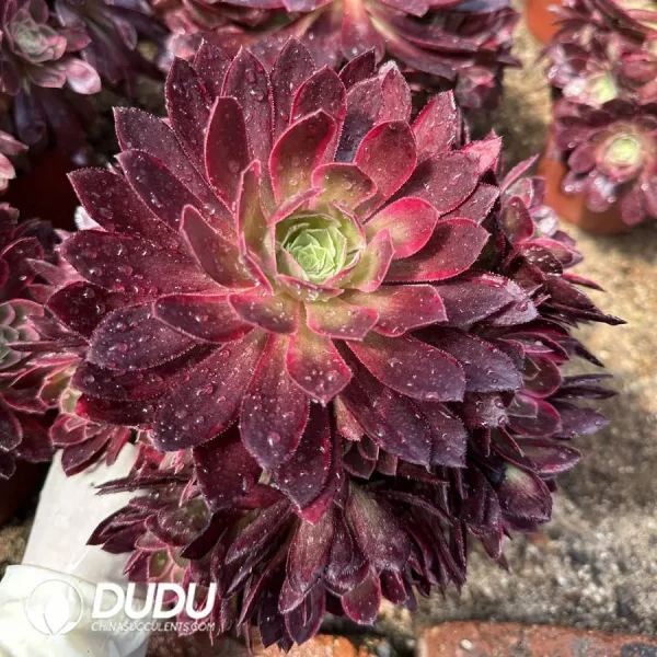 1756128395-1747387983-e201.webp Aeonium Peacock Clustering - Image 1