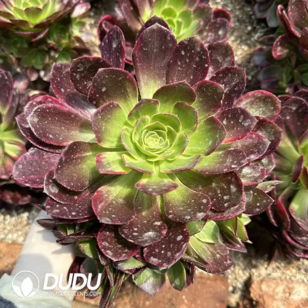 1756128397-1747387985-e201.webp Aeonium Halloween Yellow Variegated Clustering - Image 1