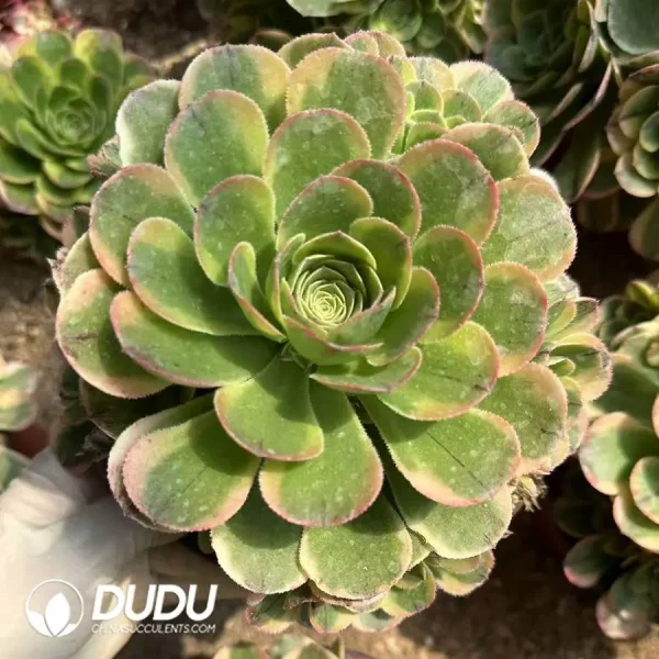 Aeonium Halloween White Variegated Clustering - Image 1