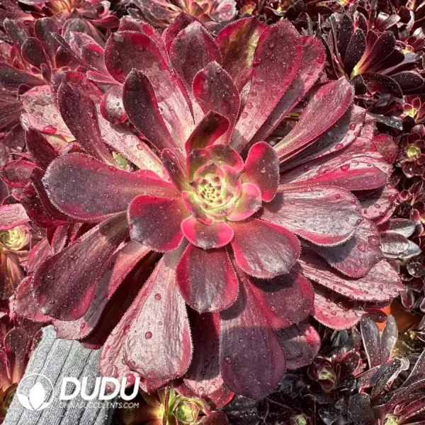 1756128406-1747388012-e201.webp Aeonium Moonlit Jungle Clustering - Image 1