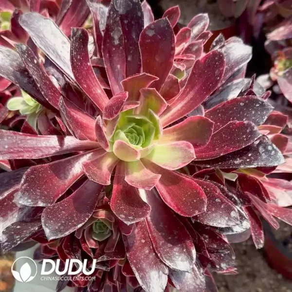 1756128408-1747388016-e201.webp Aeonium White Wedding Dress Clustering - Image 1