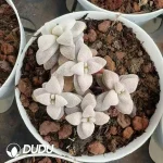 Crassula deltoidea Clustering