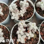 Crassula deltoidea Clustering - Image 2