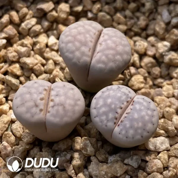 1756128444-1748225306-e201.webp Lithops Snow White - Image 1