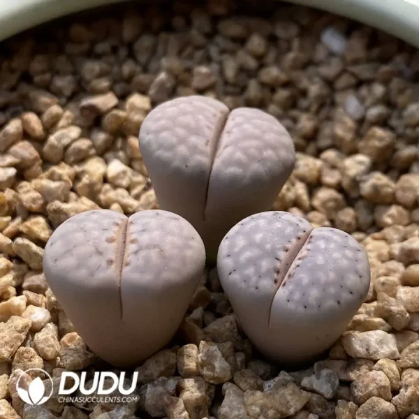 Lithops Snow White - Image 2
