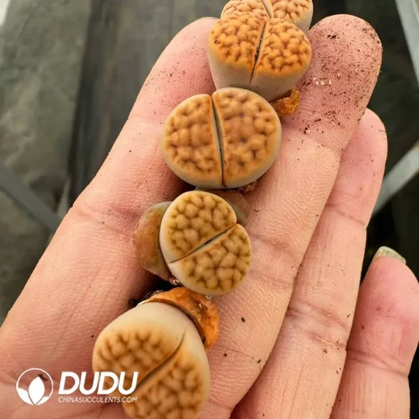 1756128447-1747388103-e201.webp Lithops karasmontana - Image 1