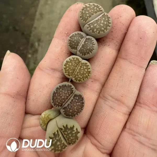 1756128448-1747388110-e201.webp Lithops Salicola Daikang Yoku - Image 1