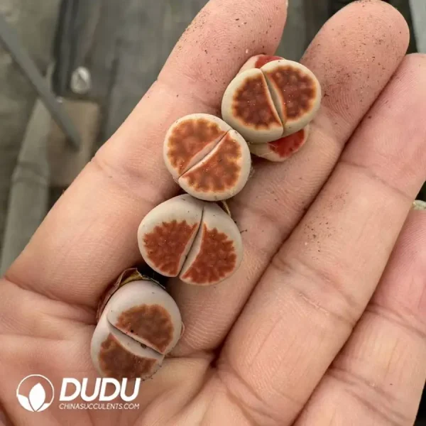 1756128450-1747388113-e201.webp Lithops Red Window - Image 1