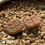 Lithops Gracilidelineata Latte