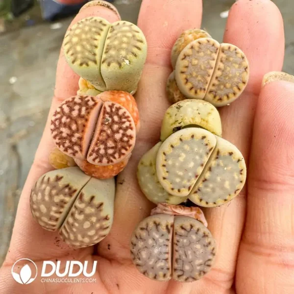 1756128453-1747388117-e201.webp Lithops Julii - Image 1