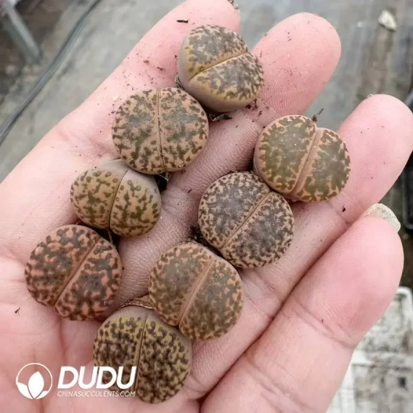 1756128454-1747388120-e201.webp Lithops glaudinae de Boer - Image 1