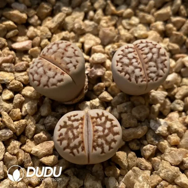 1756128456-1748225317-e201.webp Lithops C64 - Image 1