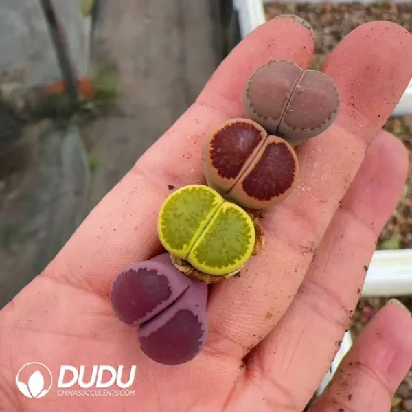 1756128458-1747388126-e201.webp Lithops Full-window composite Julii - Image 1