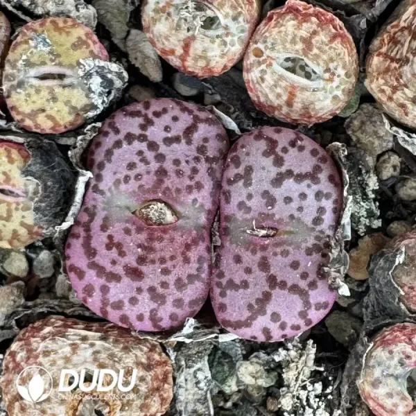 Conophytum Obcordellum Double Head - Image 1