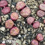 Conophytum Obcordellum Double Head - Image 2