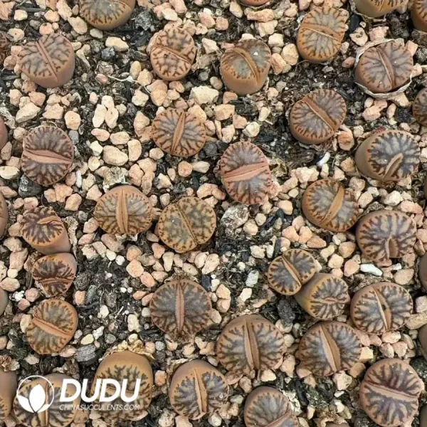 1756128461-1747388133-e201.webp Lithops Red Coral - Image 1