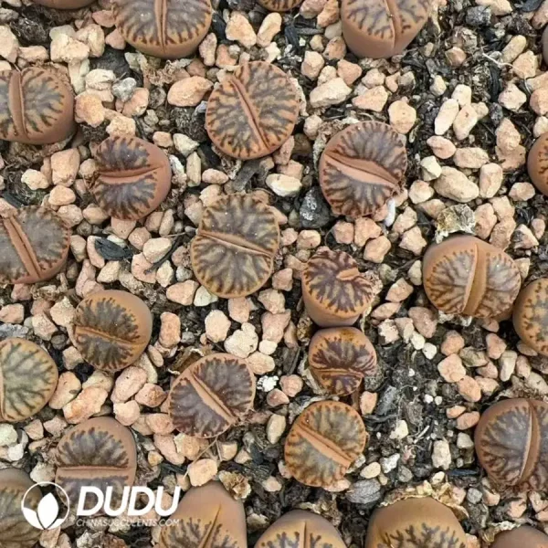 Lithops Red Coral - Image 1