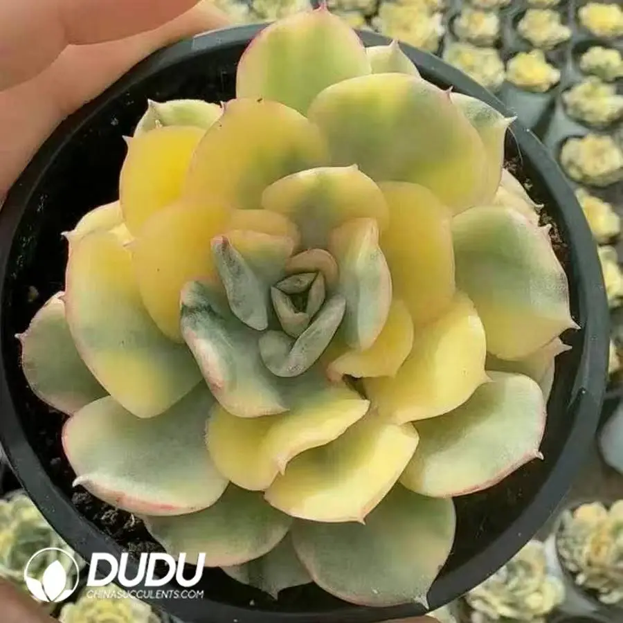 1756128464-1747388137-e201.webp 35Pcs Echeveria New Time Banno Variegated - Image 1