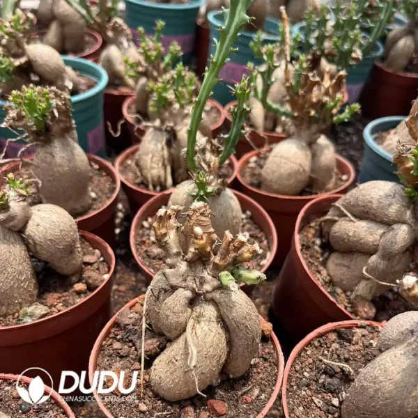 (Seed Grown)Euphorbia Knuthii - Image 1