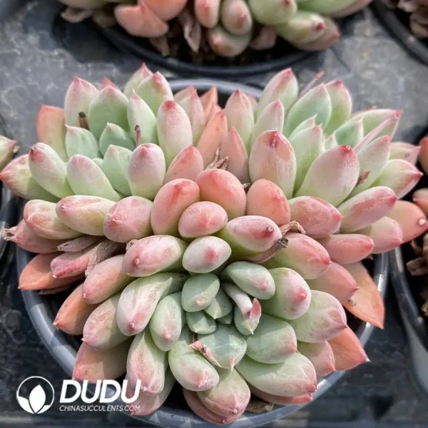 1756128466-1747388143-e201.webp Pachyphytum Meiluo Clustering - Image 1
