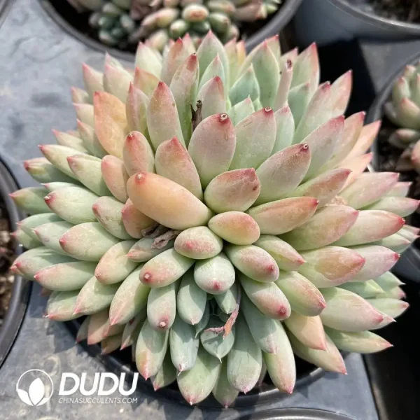 1756128469-1747388149-e201.webp Pachyphytum Meiluo Clustering - Image 1
