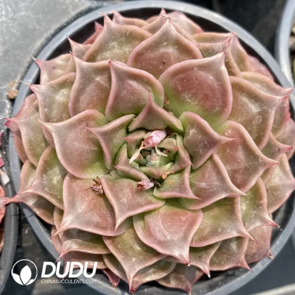 Echeveria Paranormal Powers - Image 1