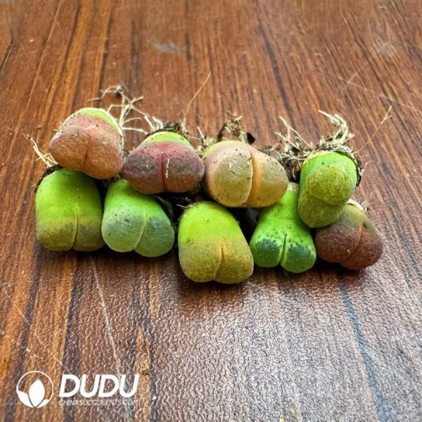 Conophytum Colorful Wind Chimes - Image 1