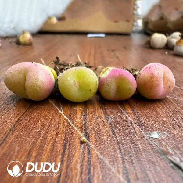 Conophytum Concavum Mother Plant - Image 1