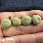 Conophytum Tiny Punchies - Image 2