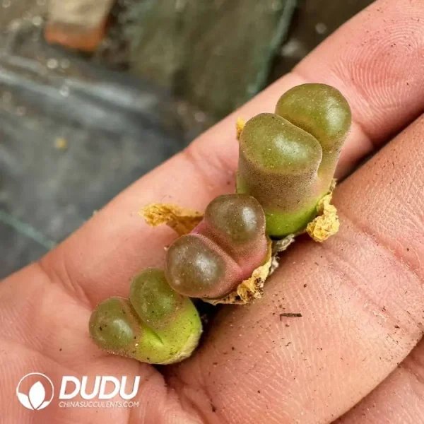 Conophytum Magnet 1877 - Image 1