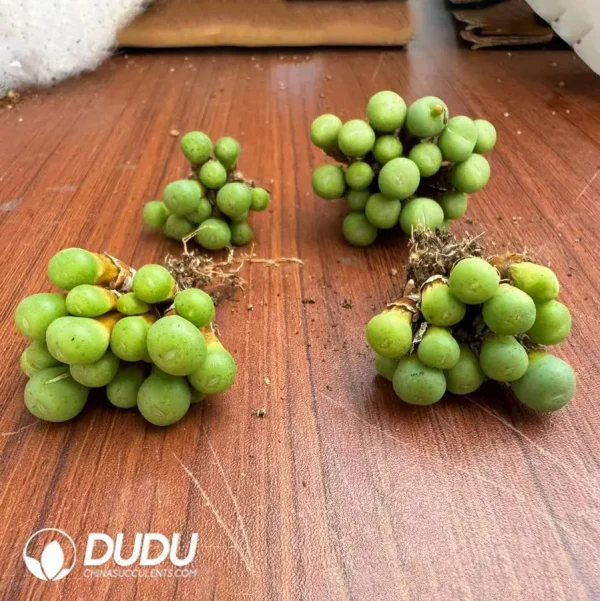 Conophytum Little Green Beans Clustering (More than 10 Heads) - Image 1