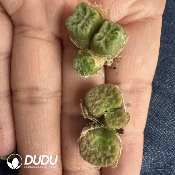 Conophytum Shaomai Double Heads - Image 1