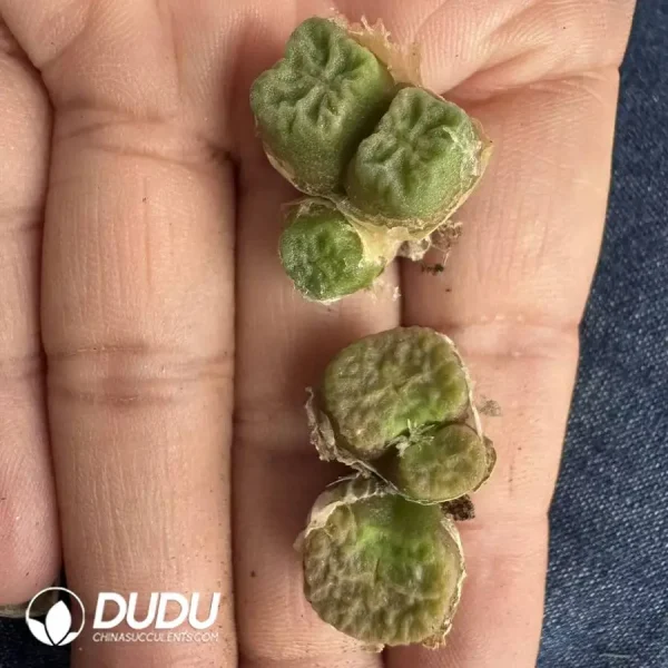 1756128481-1747388175-e201.webp Conophytum Shaomai 3 Heads Clustering - Image 1