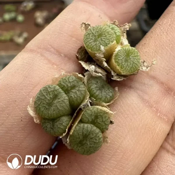 1756128484-1747388180-e201.webp Conophytum Flowing-Water Copper Kettle 4-7 Heads Clustering - Image 1