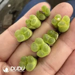 Conophytum Wind Chimes Double Heads 1453.7