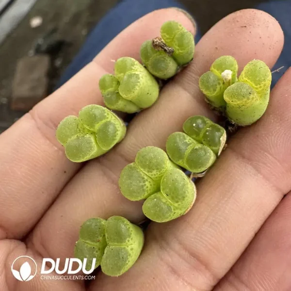 Conophytum Wind Chimes Double Heads 1453.7 - Image 1