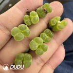 Conophytum Wind Chimes Double Heads 1453.7 - Image 2