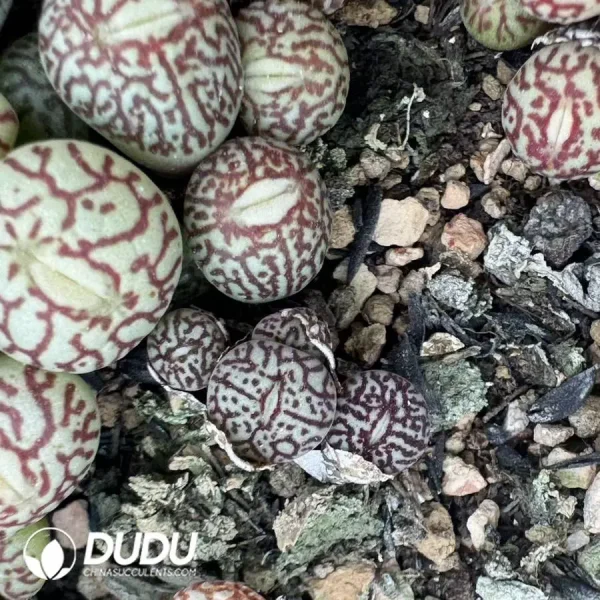 1756128491-1747707785-e202.webp Conophytum Minimum Wittebergense 3 Heads Cluster - Image 2