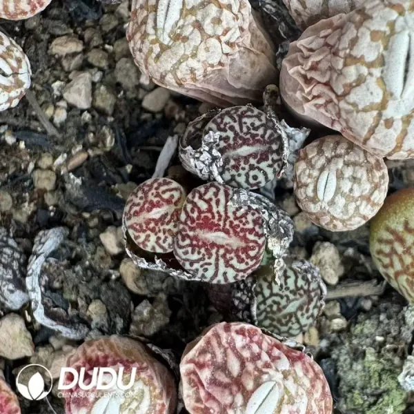 1756128493-1747707793-e202.webp Conophytum Minimum Wittebergense 4 Heads Cluster - Image 2