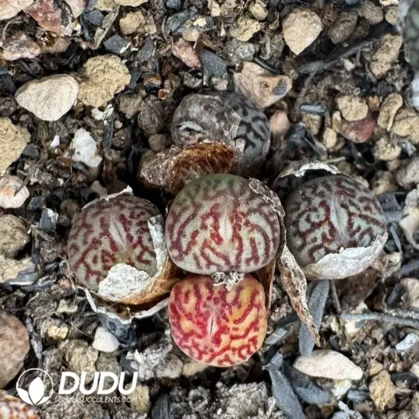1756128496-1747707804-e202.webp Conophytum Minimum Wittebergense 5 Heads Cluster - Image 2