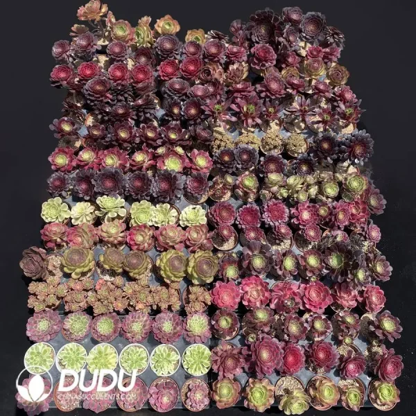 1756128500-1747707812-e201.webp DuDu Aeonium 180 pcs Collocation - Image 1