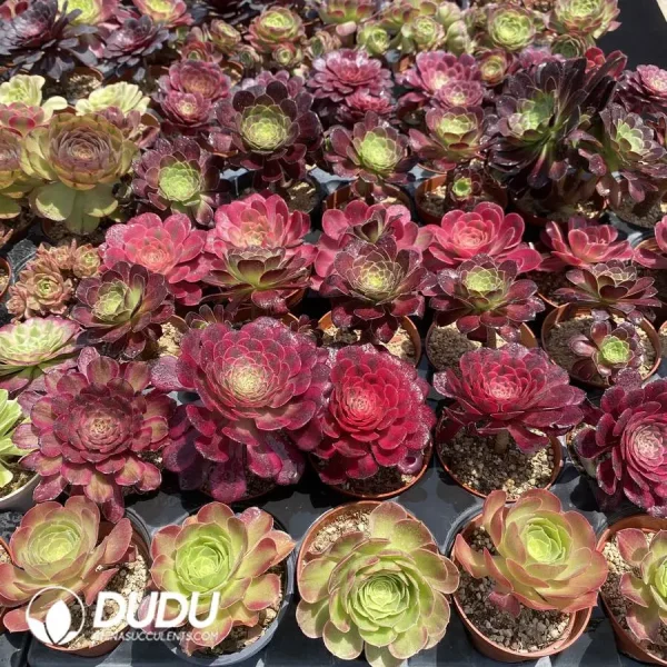 1756128501-1747707814-e202.webp DuDu Aeonium 180 pcs Collocation - Image 2
